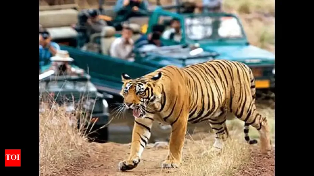 tiger