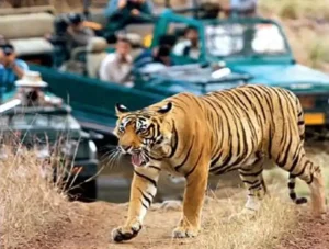 tiger